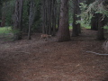 Possessed deer stalking our camp