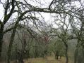 Ghostly oaks on a descent