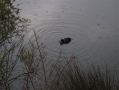 A coot feeds near my tent