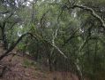 Verdant hillside