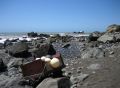 More unusual coastal debris