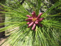 Blooming pine