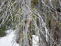 Ghostly trees along Bridalveil Creek