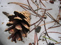 Testing the macro lens