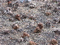 Pine cone patterns