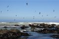 Gulls and tidal rocks at Mattole Beach