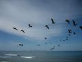 Snaking line of pelicans