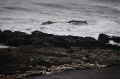 Wary seals