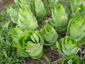 Lush bog plants at Milk Ranch